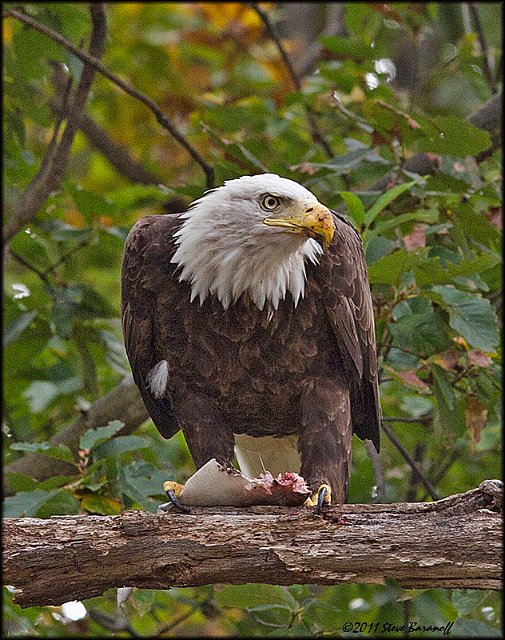 _1SB7913 american bald eagle.jpg
